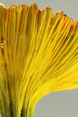 Laciniatus detail